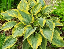 Хоста Алватин Тейлор (Alvatine Taylor)  купить