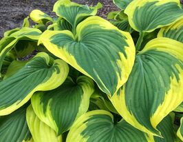 Хоста Броад Бенд (Broad Band)  купить