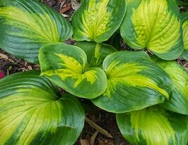 Хоста Энчиладас (Enchiladas)  купить