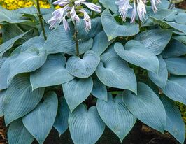 Хоста Бьюлет Проф (Bullet Proof)  купить