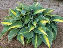 Хоста Екатерина (Catherine)  купить