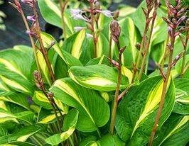 Хоста Броад Стрит (Broad Street) купить