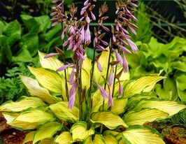 Хоста Леди Гуинвер (Lady Guinevere)  купить