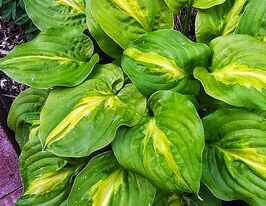 Хоста Манго Танго (Mango Tango) купить