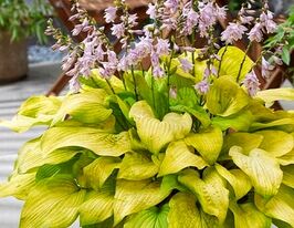 Хоста Ки Ренджьяку (Ki Ren Jyaku)  купить