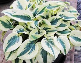 Хоста Фирн Лайн (Firn Line)  купить