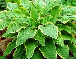 Хоста Йеллоу Ривер (Yellow River)  купить