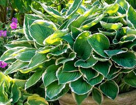 Хоста Франсе (Francee)  купить