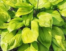 Хоста Мохито (Mojito)  купить