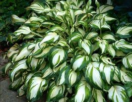 Хоста Ундулата Мадиевариегота (Undulata Mediovariegata)  купить