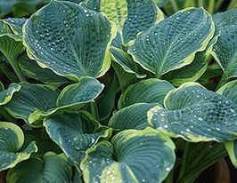 Хоста Пизаз (Pizzazz)  купить