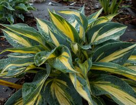 Хоста Пати Поппер (Party Popper)  купить