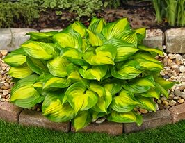 Хоста Лейксайд Банана Бэй (Hosta Lakeside Banana Bay)  купить