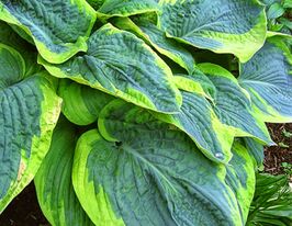 Хоста Мепл Лиф (Maple Leaf)  купить