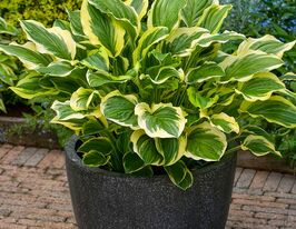 Хоста Соу Мир (So Sweet)  купить