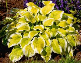 Хоста Спринг Монинг (Spring Morning)  купить