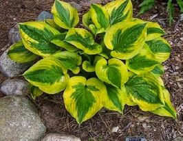 Хоста Саммер Ловин (Summer Lovin) купить