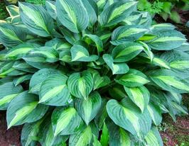 Хоста Стриптиз (Striptease)  купить