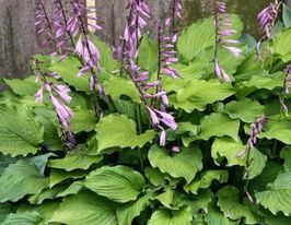 Хоста Элизабет (Elizabeth) купить