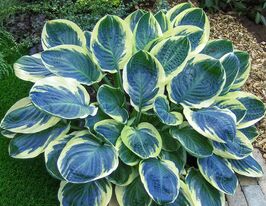 Хоста Орион Белт (Orions Belt)  купить