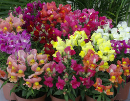 Львиный зев садовые Снеппи F1 смесь  купить