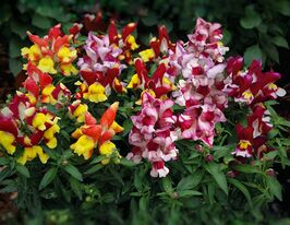 Львиный зев  садовые Снеппи F1 смесь биколор купить