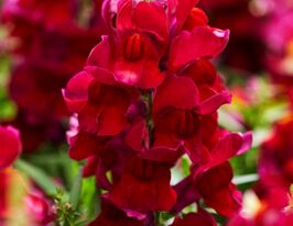 Львиный зев садовые Снеппи F1 красный  купить