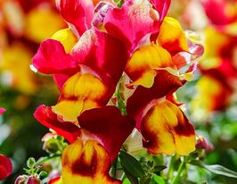 Львиный зев садовые Снеппи F1 красно-желтые купить