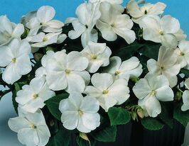 Бальзамін Уоллера Баланс F1 білий купити