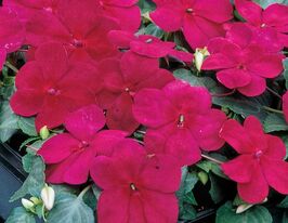 Бальзамін Уоллера Баланс F1 бургунді  купити