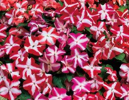 Бальзамін Уоллера Баланс F1 зіркова суміш купити