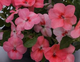 Бальзамін Уоллера Баланс F1 кораловийкупити