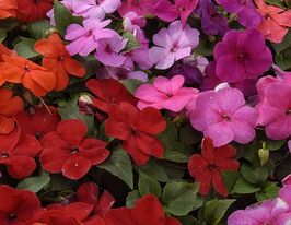 Бальзамін Уоллера Баланс F1 суміш  купити