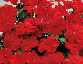 Бальзамін Уоллера Баланс F1 червоний  купити