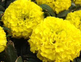 Чорнобривці прямостоячі (великоквіткові) Тайшан F1 лимонні  купити