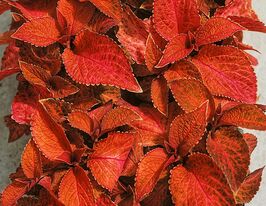 Колеус Блюма Візард сенсет  купити