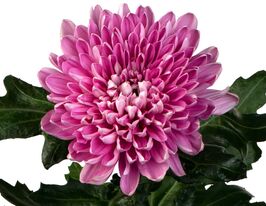 Хризантема Андреа (Andrea)купити