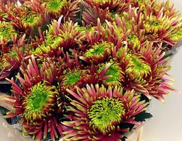 Хризантема Балтазар (Baltazar) купить