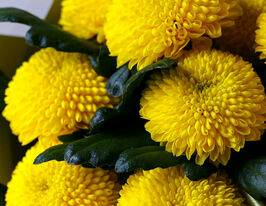 Хризантема Борг (Borg)купити