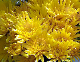 Хризантема Кароле Йеллоу (Carole Yellow) купить