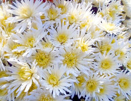 Хризантема Кароле (Carolle)купити