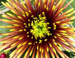 Хризантема Чиспа (Chispa) купить