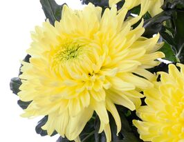 Хризантема Магнум Єллоу (Magnum Yellow)купити