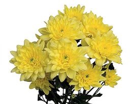 Хризантема Піна Колада Єллоу (Pina Colada Yellow)купити