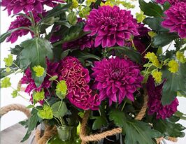 Хризантема Ракооун Пурпл (Racoon Purple)купити