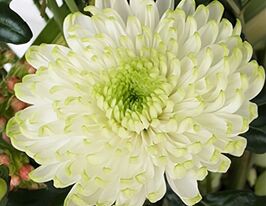 Хризантема Росанно Лайм (Rosano Lime)купити