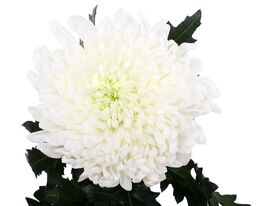 Хризантема Магнум Вайт (Magnum White) купить