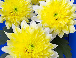 Хризантема Женя Санни (Zehnya Sunny) купить