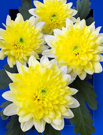 Тува секс сайты