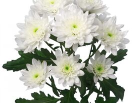 Хризантема Зідане (Zidane)купити